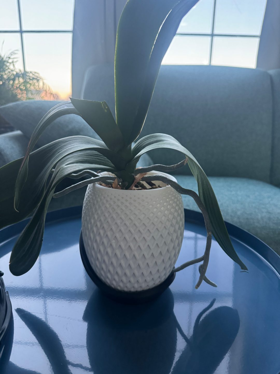 #58 Polygon Planter · Wrap Around Plate — vue 9