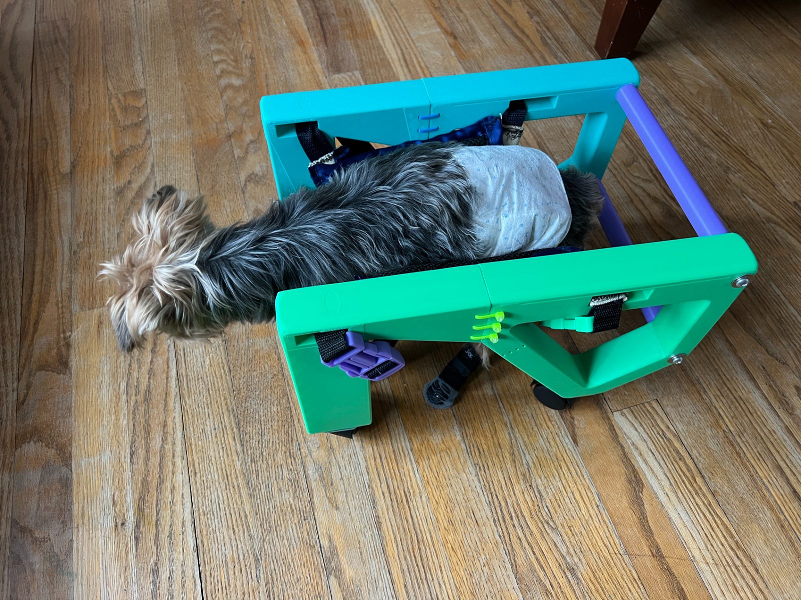 #217 Small Dog Wheelchair — vue 18
