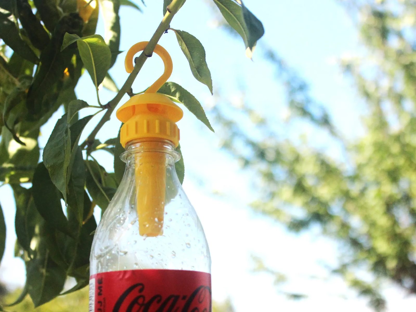 Bottle Wasp Trap — vue 1