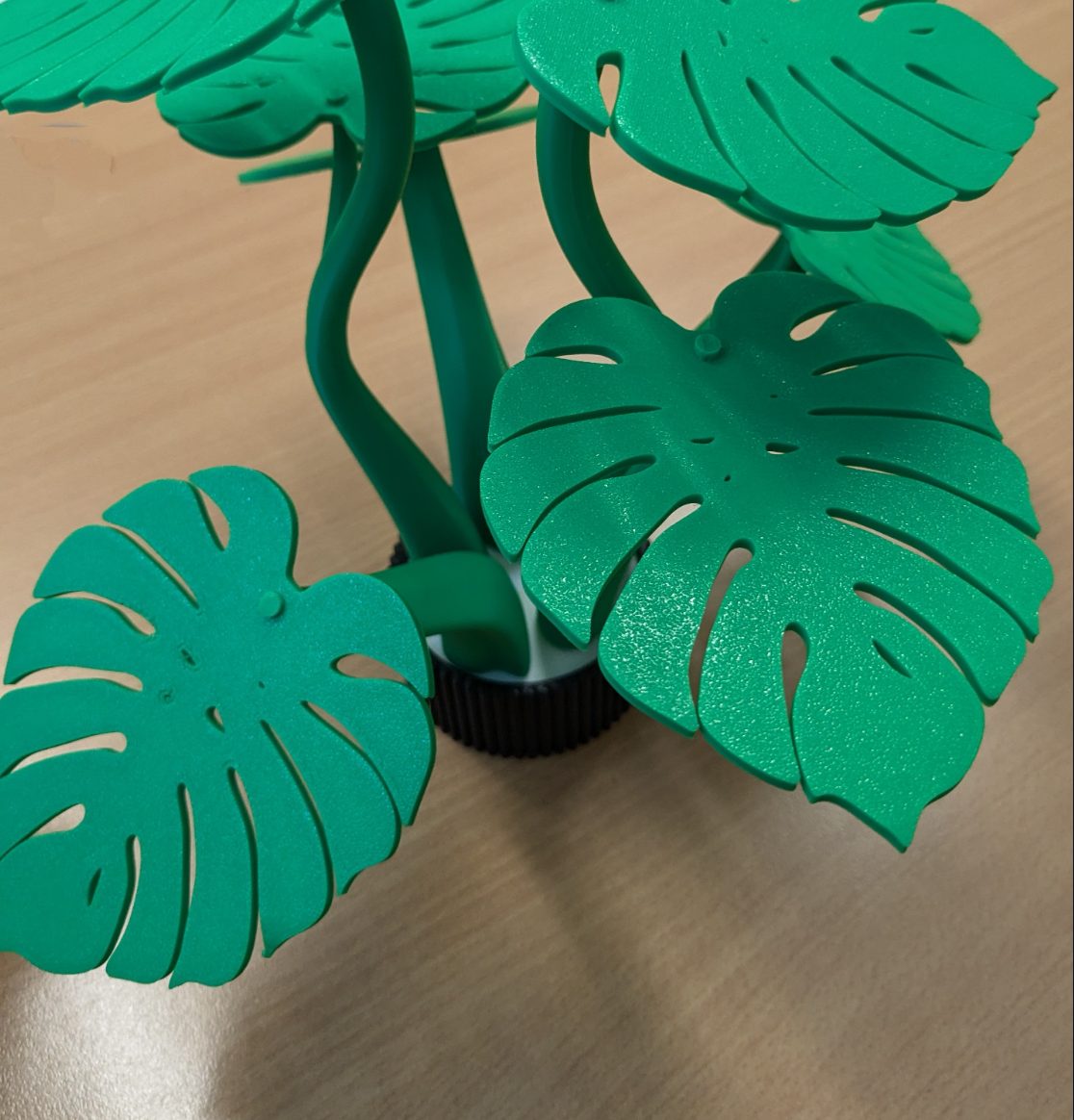 Monstera plant — vue 1