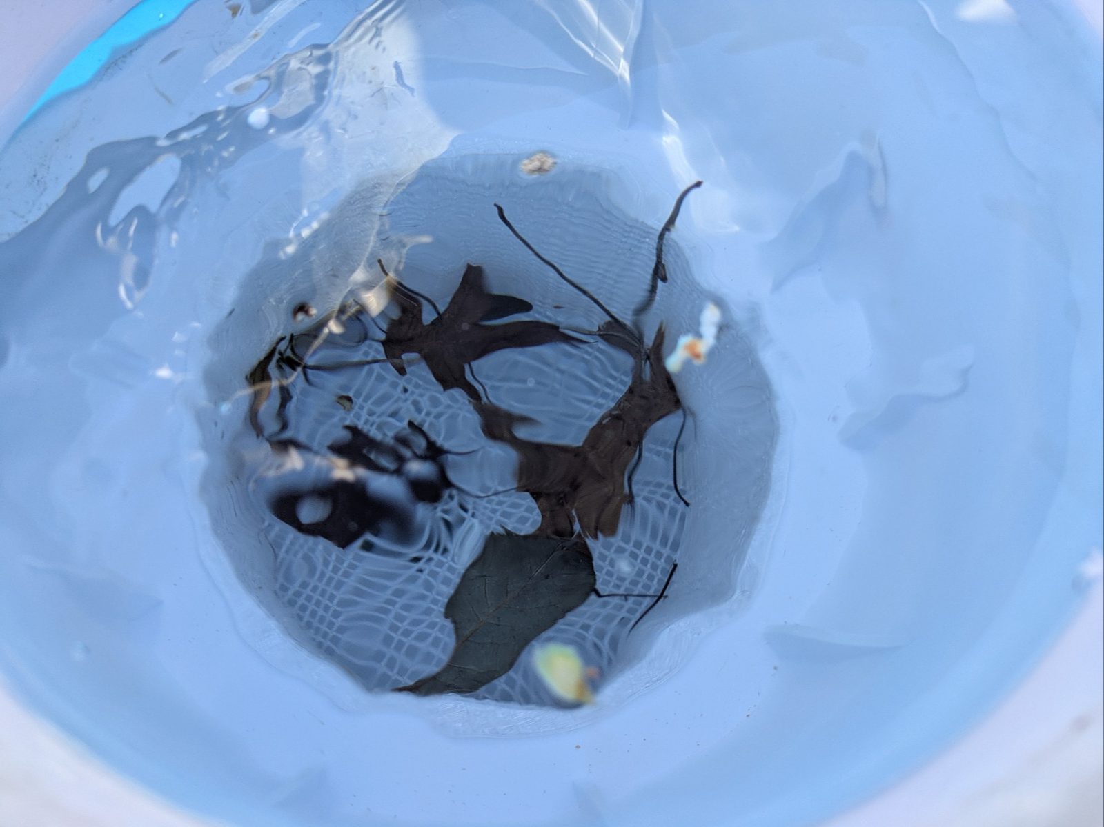 Pool Skimmer Basket Replacement — vue 1