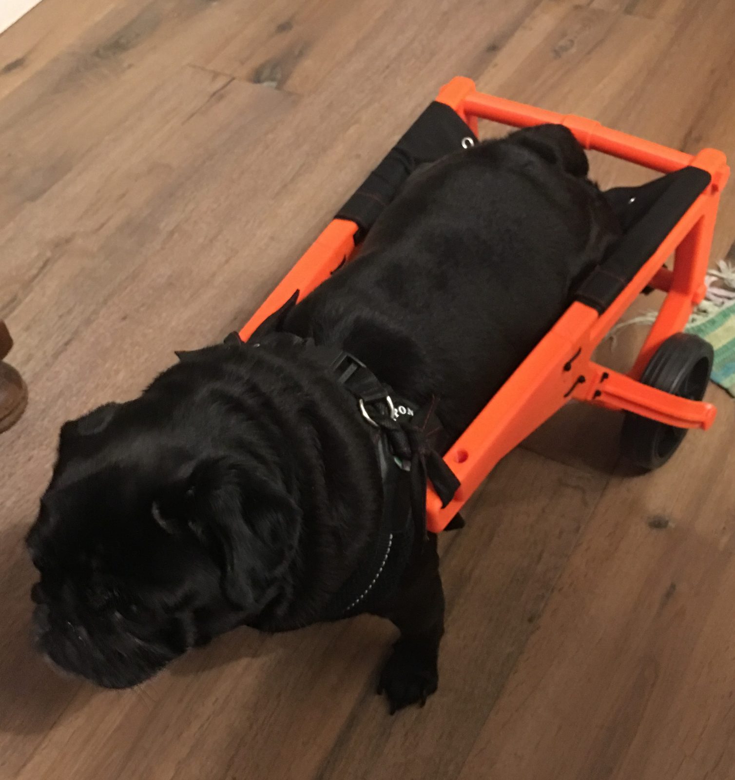 Pug Wheels - Dog Wheelchairs - Version 2 — vue 1