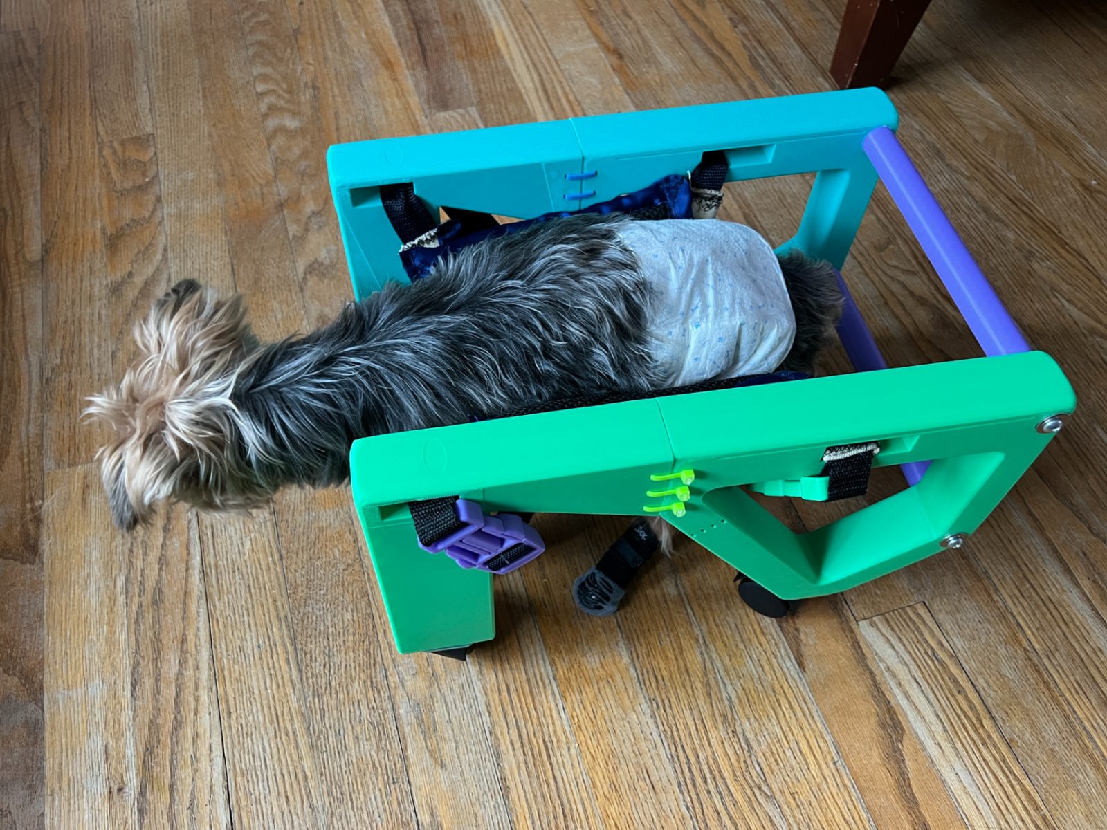 Small Dog Wheelchair — vue 1