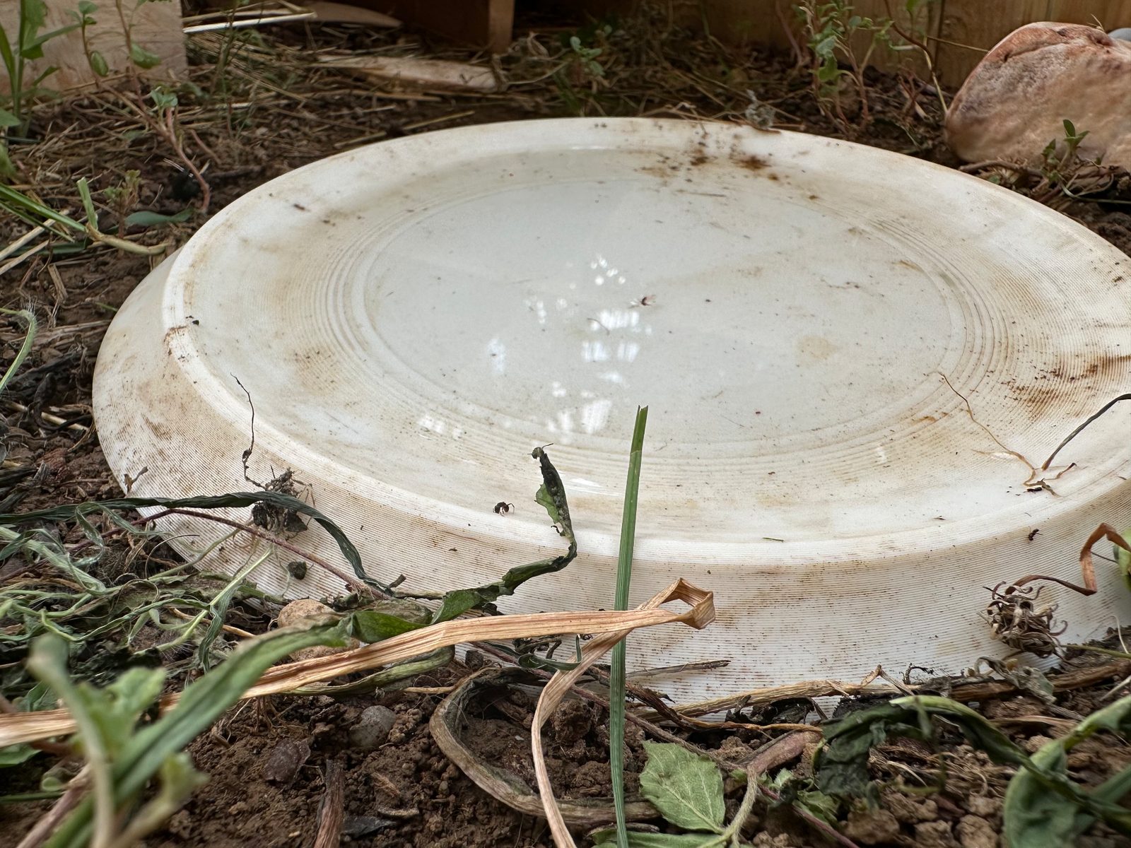 water bowl for turtles — vue 1